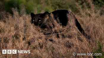 Is there really a big cat in the Lake District?