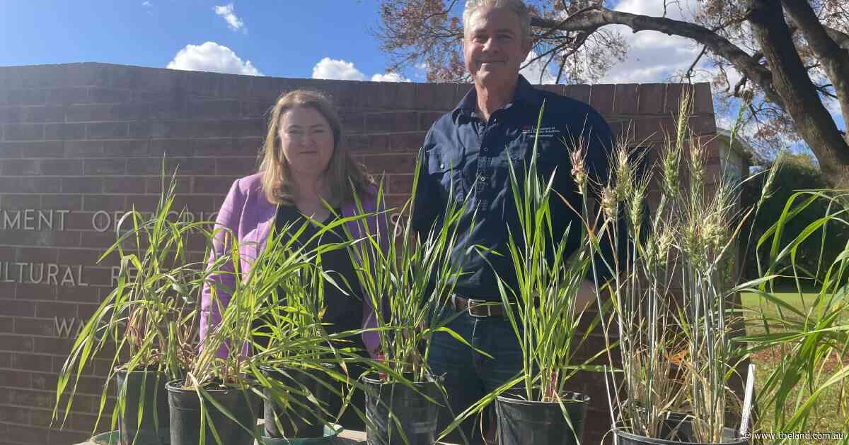 Defence method to fast-track disease resistance selection in plant breeding