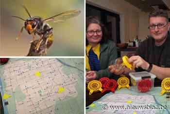 Imkervereniging vangt 68 koninginnen van Aziatische hoornaars: “Nest hoornaars eet elk seizoen elf kilo insecten”