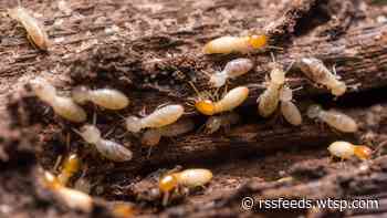 Spot a termite swarm? How to make sure your home is protected from infestation