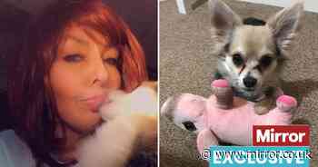 Dog owner faces losing her home after beloved Chihuahua was stolen in terrifying raid