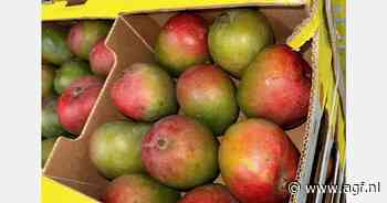 "We zijn een samenwerking opgestart met de grootste teler van bio-mango's in Ivoorkust"