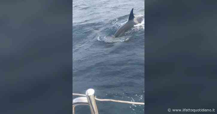 “Ecco perché le orche attaccano le barche nello stretto di Gibilterra”: la spiegazione dell’International Whaling Commission