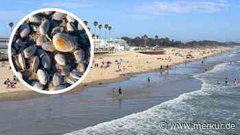 80.000-Euro-Strafzettel für Eltern, weil Kinder am Strand Muscheln sammelten: „Reise ruiniert“