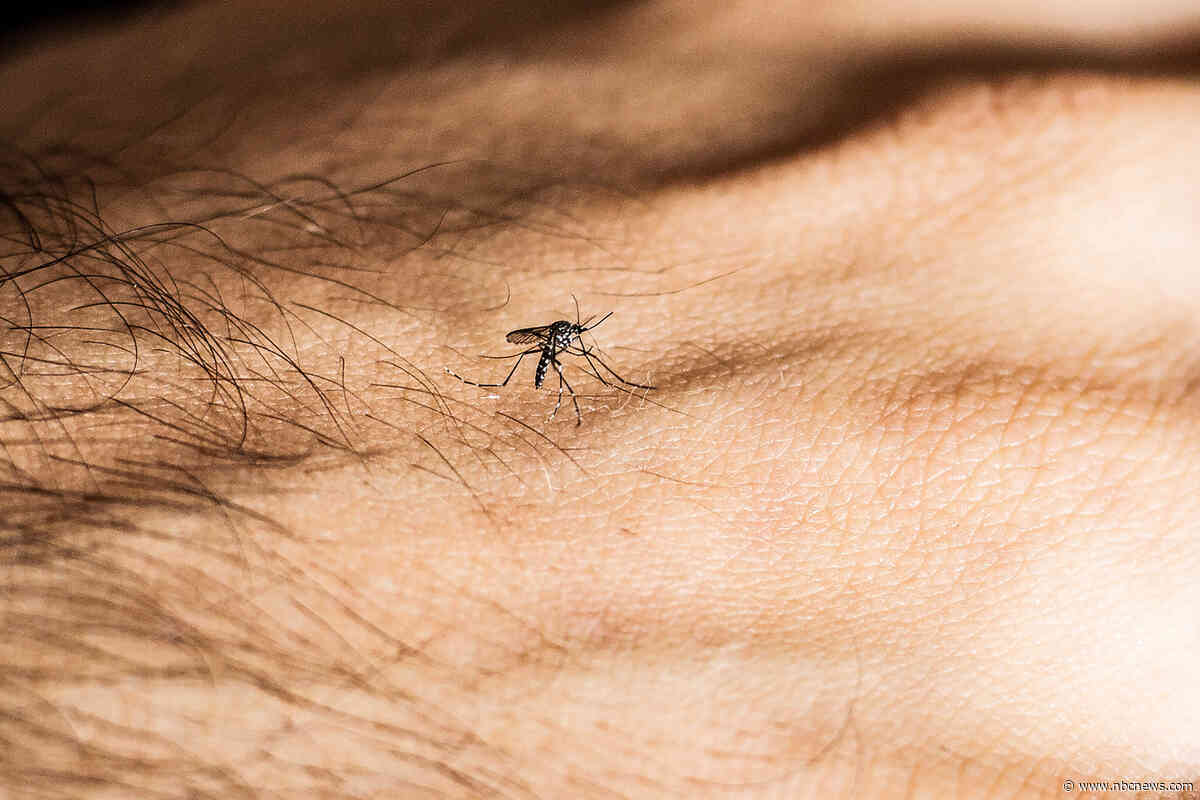 Dengue fever, once confined to the tropics, now threatens the U.S.