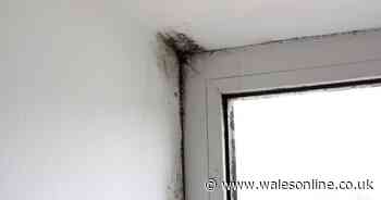 Cleaning expert on getting rid of mould from bathrooms, windows, walls and bedrooms