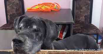 Tierheim: Hund Jasha doppelt vom Schicksal gestraft - "können uns Futter nicht mehr leisten"