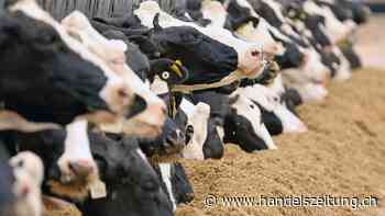Initiative für klimafreundliche Milchproduktion zeigt erste Erfolge