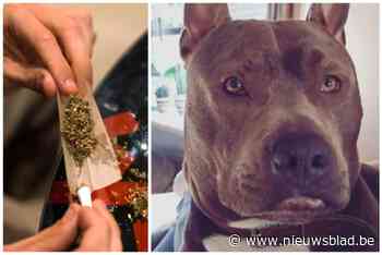 Politie ontdekte drugshandel van papa nadat hond zoontje (1,5) tot bloedens toe had gebeten: 18 maanden cel gevraagd