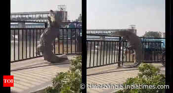 Giant crocodile tries to climb over railing in UP, video goes viral
