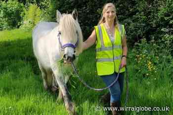 Wirral woman launches safety campaign after horse death