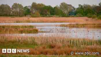 UK's largest wetland project passed halfway point