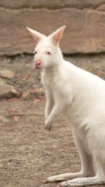 Everest the albino wallaby #shorts
