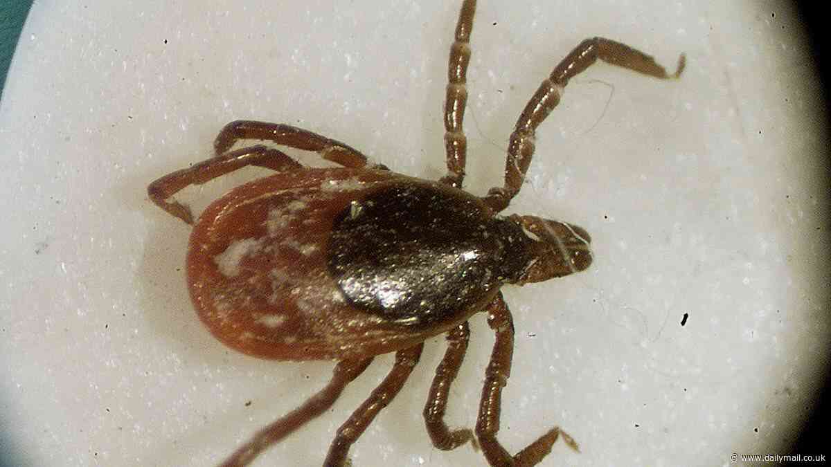 Worst states for tick-borne illnesses REVEALED… is your hometown at risk?