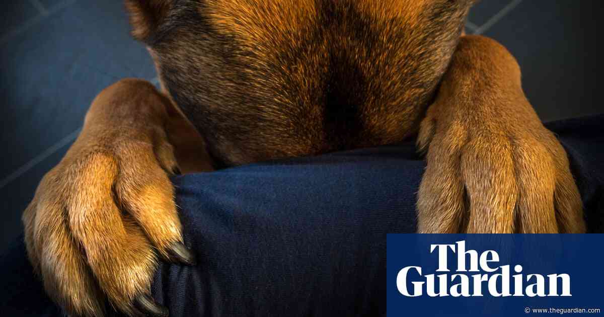 ‘Seeing her hurt was more than I could bear’: the family pets left in limbo amid Australia’s domestic violence crisis
