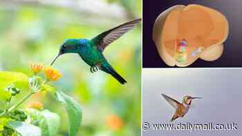 Revealed: How hummingbirds can always hover near a flower without bumping into it