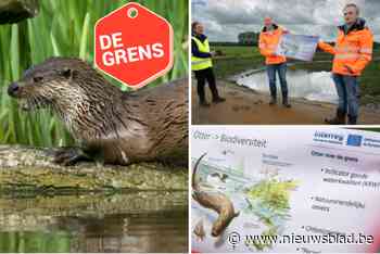 Nederland en Vlaanderen verbeteren leefomstandigheden voor otter in Markvallei: “Verkeer is de grootste vijand”