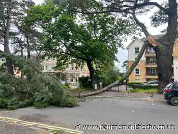 Bournemouth road blocked after large tree branch falls