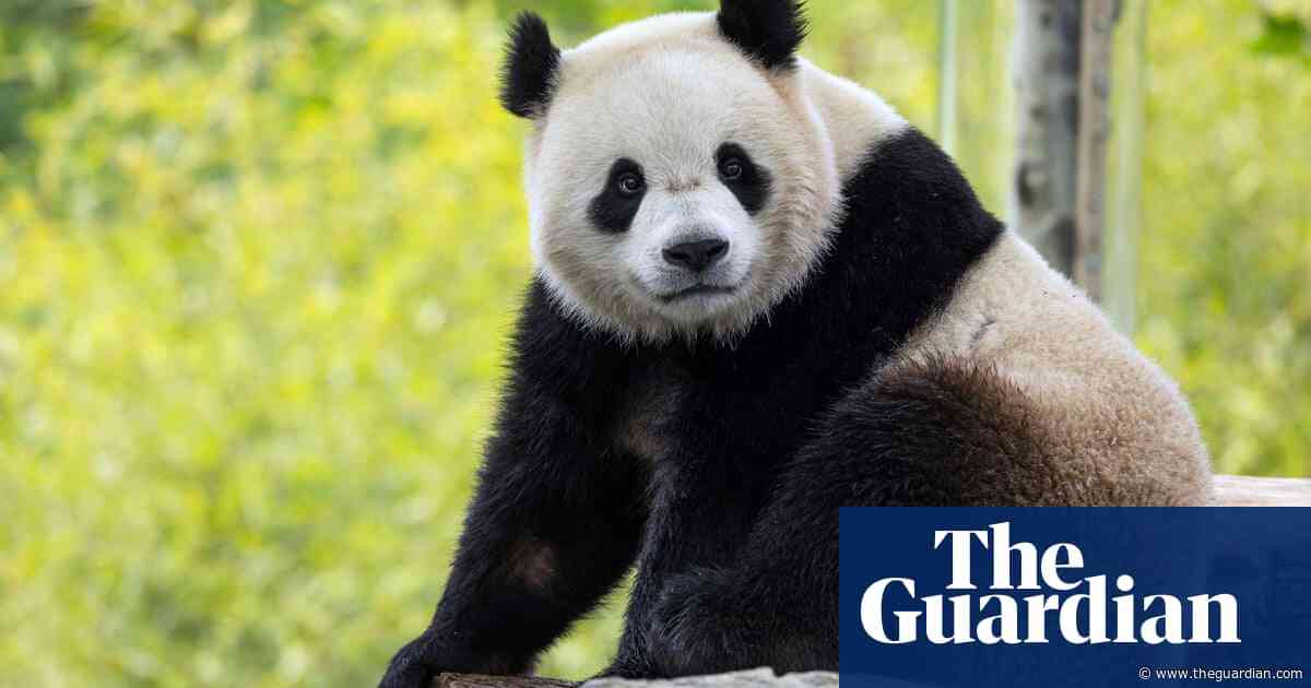 Two giant pandas from China to arrive at US National Zoo