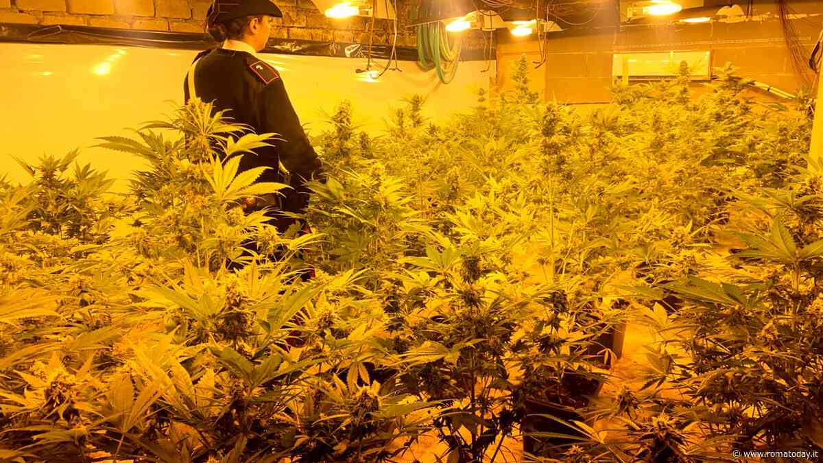 Scoperta serra con 57 piante di marijuana. Consumava energia elettrica in modo anomalo