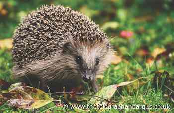 Police appeal after hedgehogs kicked to death in Castleford