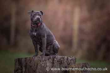 Dorset dog group to hold XL Bully meet up in Bournemouth