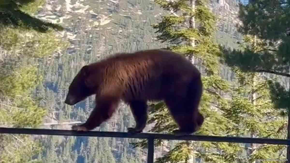 Impressive moment gymnastic bear balances on a railing outside California woman's Lake Tahoe home
