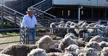 Merino Lifetime Productivity Project nears its end, but legacy to live on