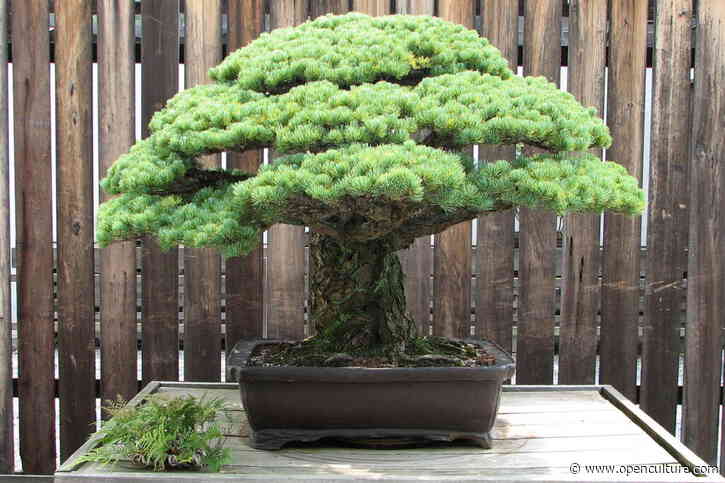 This 392-Year-Old Bonsai Tree Survived the Hiroshima Atomic Blast & Still Flourishes Today: The Power of Resilience