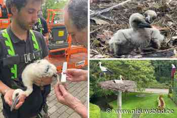 Eerste ooievaarsjong van het seizoen geringd in Bellewaerde: “Een hedendaagse dierentuin moet ook dieren in de natuur steunen”
