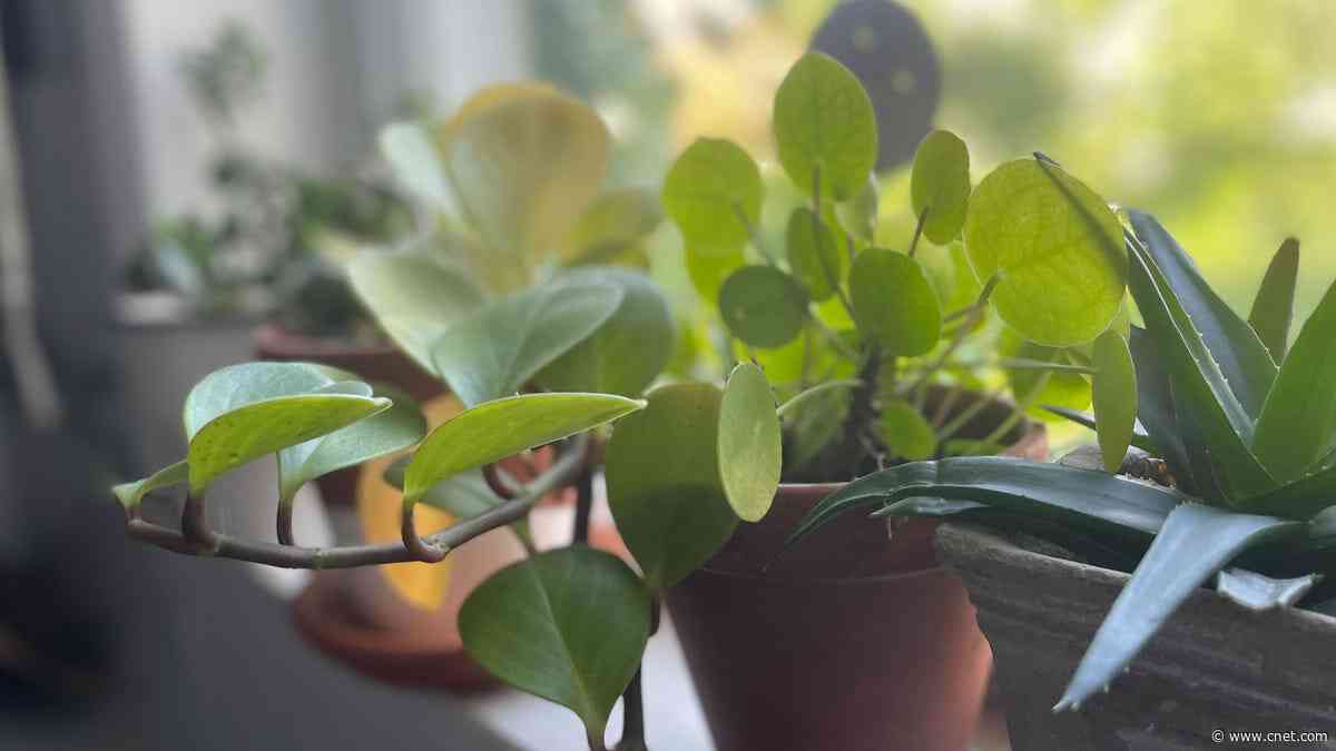The 9 Easiest Houseplants to Keep Alive, According to Experts     - CNET