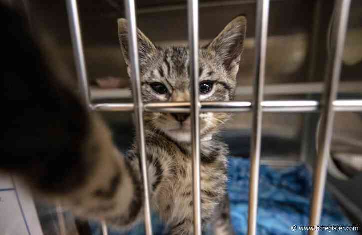 County chooses status quo at OC Animal Care