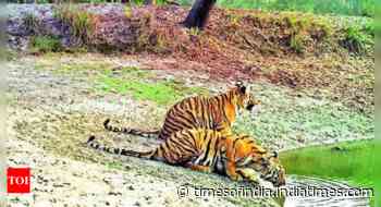 2 new cubs take Sariska tiger tally to record 36