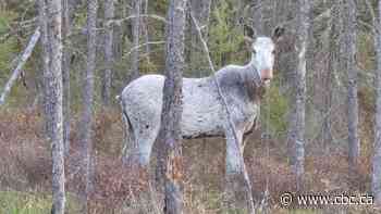 Now here's something you don't see everyday — a white moose in northwestern Ontario