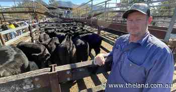 Weight dictates demand as heavier heifers fetch higher prices