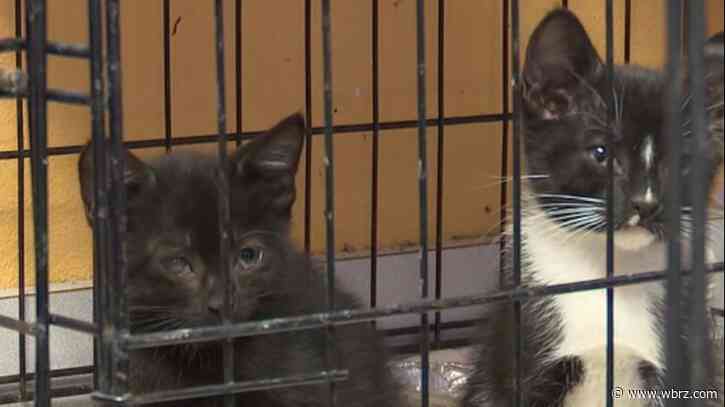 More than 30 cats rescued from horrible living situation, brought to Baton Rouge shelter