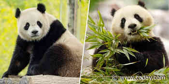 EXCLUSIVE: 2 new giant pandas are coming to the Smithsonian’s National Zoo from China