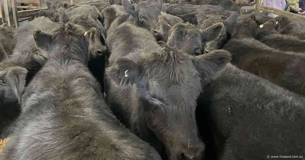 More cattle hit the processors, but prices continue to drop