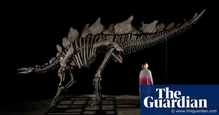 ‘Virtually complete’ Stegosaurus fossil to be auctioned at Sotheby’s geek week
