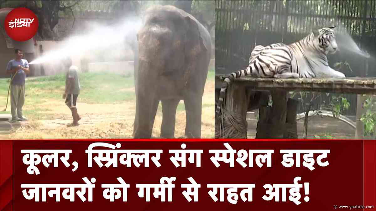 Delhi Weather: दिल्ली Zoo में जानवरों को गर्मी से बचाने के लिए खास इंतजाम, देखें | Heatwave Alert