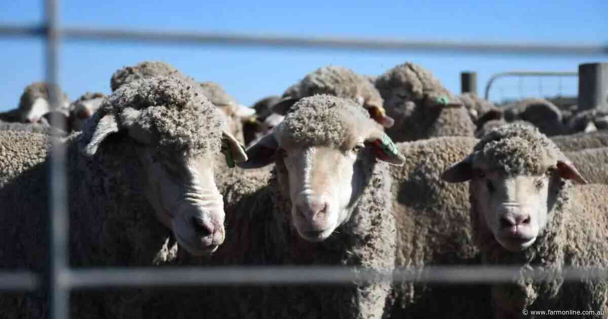 Bill to ban live sheep exports hits the House, Senate inquiry showdown looms
