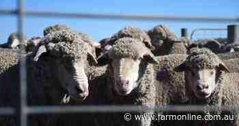 Bill to ban live sheep exports hits the House, Senate inquiry showdown looms