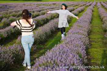 Stunning lavender field is right on our doorstep