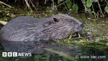 Kent hosts hundreds of wild beavers, survey finds
