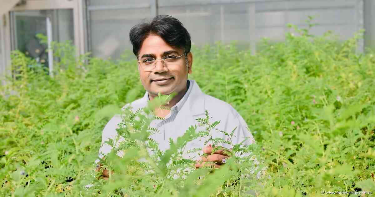 Insights into improving chickpea crop traits