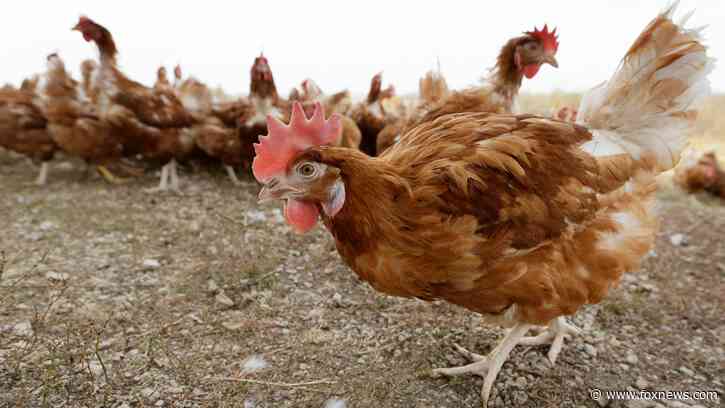Sleepy town thrust into chaos as out-of-control chickens ruin families' everyday lives
