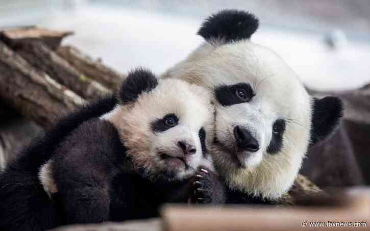 DC's Smithsonian National Zoo to welcome pair of young pandas from China