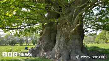 Bid to save giant oak shows scale of threat - charity