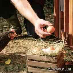 RIVM start landelijk onderzoek naar pfas in eieren van hobbykippen