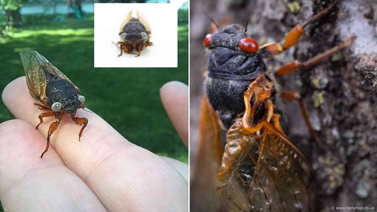'One in a million' blue-eyed mutant cicada is found by family in Illinois during 'apocalyptic' swarm of the noisy insects